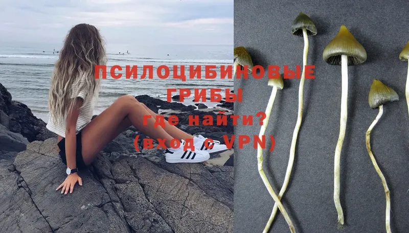 Псилоцибиновые грибы Magic Shrooms  Жирновск 